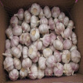 2016 Crop Garlic in Best Price